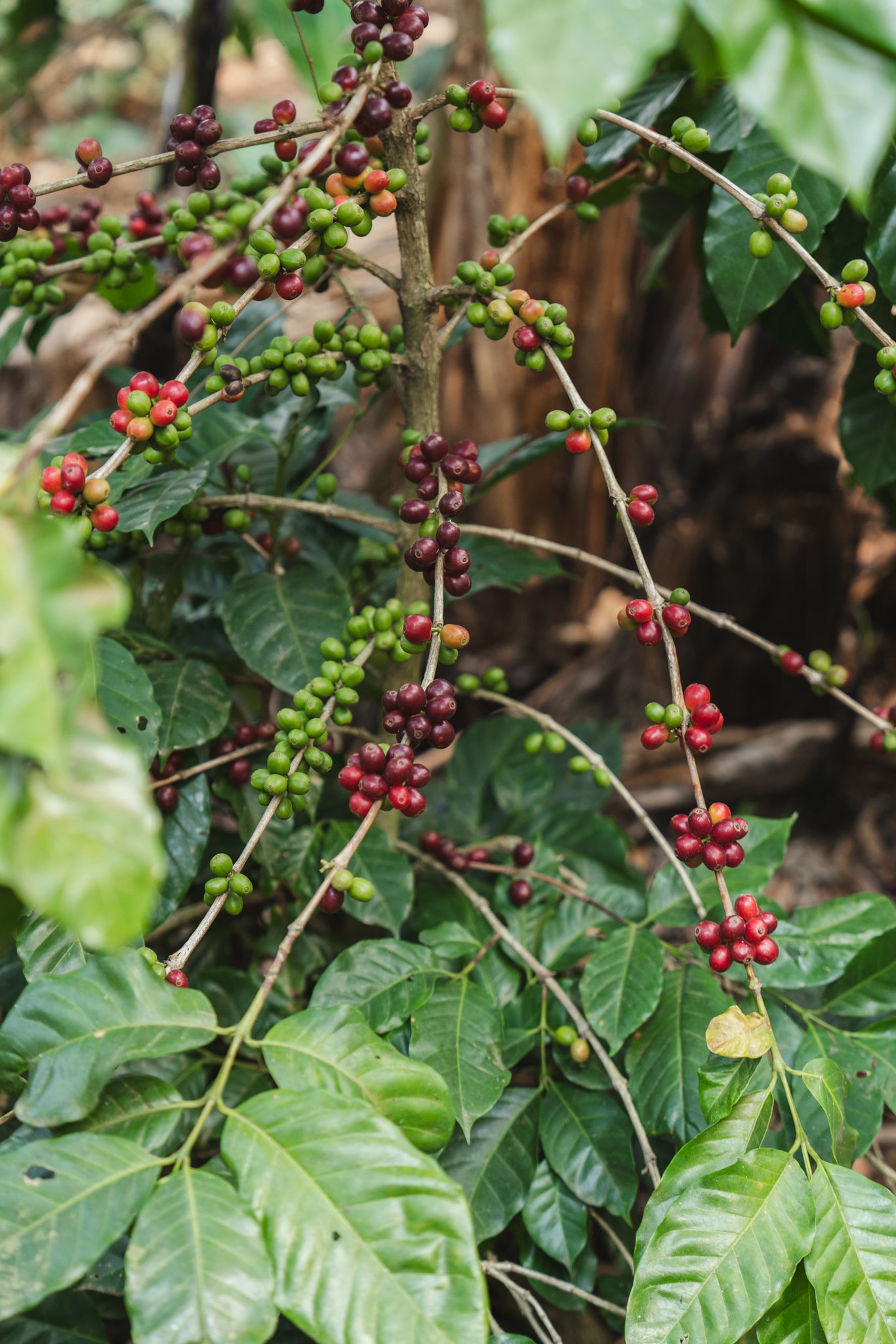 monthly subscription.