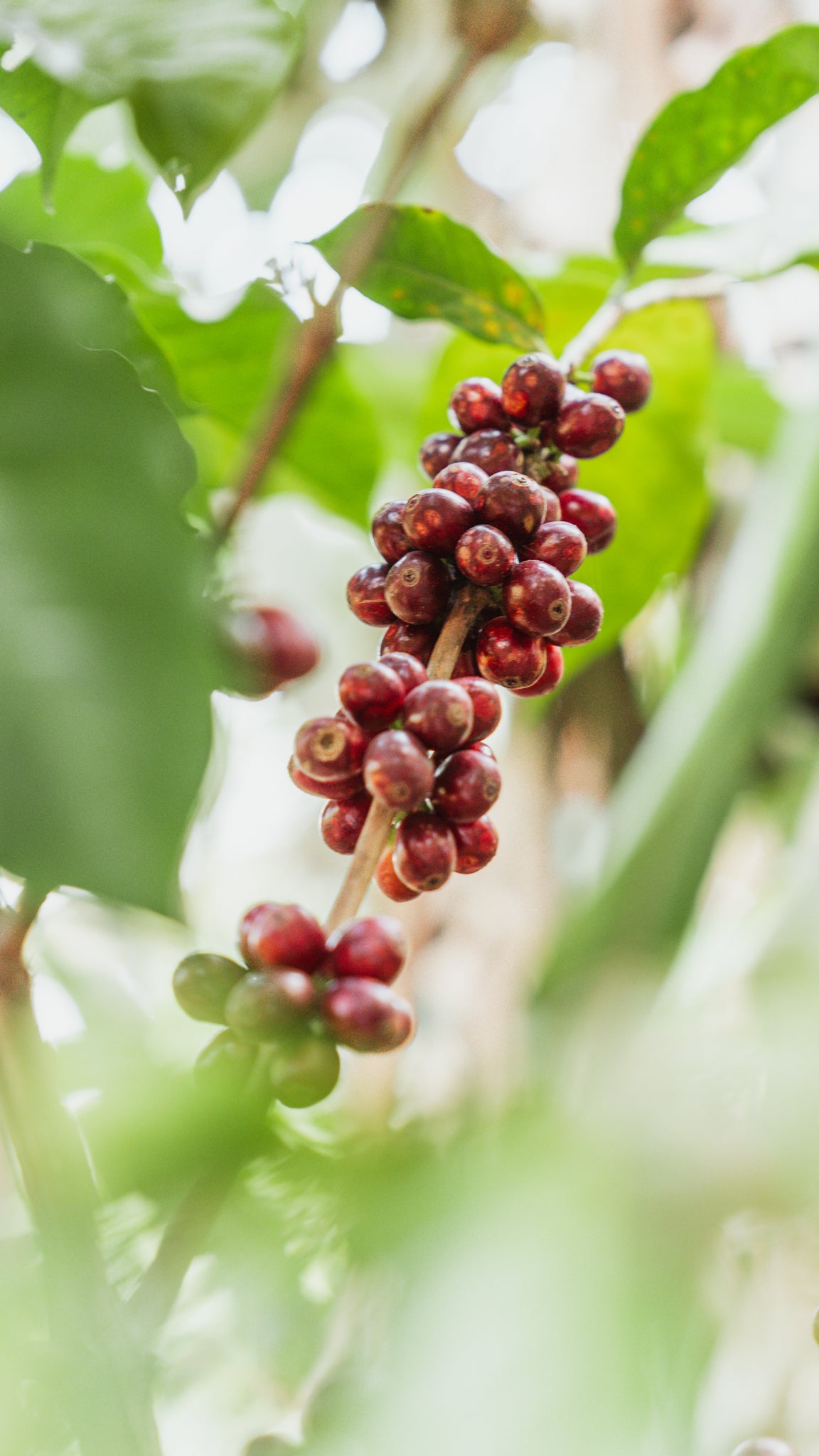 monthly subscription.