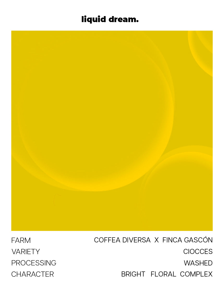 Ciocces - Coffea Diversa x Finca Gascón